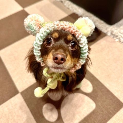 犬Sサイズ ニット ぽんぽん 帽子 ♡ ピスタチオカラー グリーン 猫 帽子 ペット 犬 かぶりもの 被り物 犬帽子 ニット帽 くま クマ