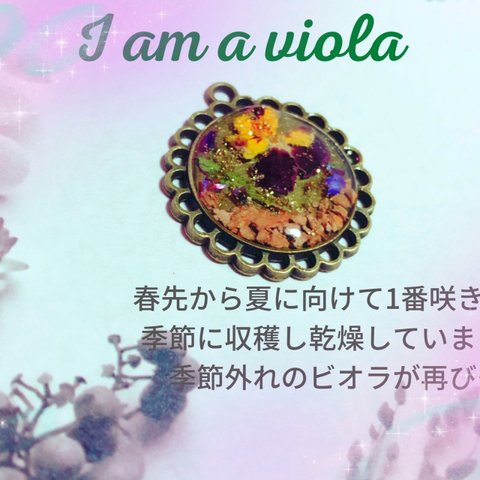 I am a viola
