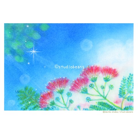 【選べるポストカード5枚セット】No.205 青空とねむの花