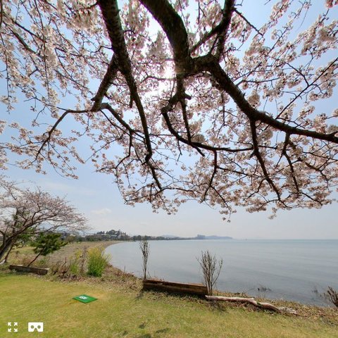 絶景パノラマ（湖）－360度フォトツアー・桜