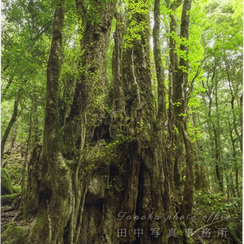 カツラの巨木 LP0543