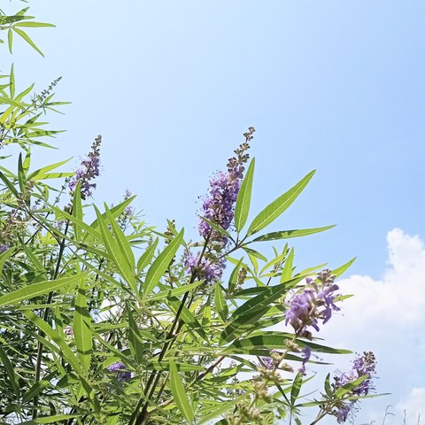 セイヨウニンジンボクと青空