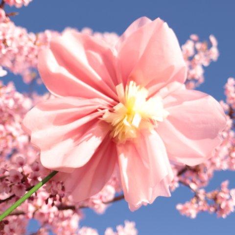 ジャイアントフラワー桜(濃いももいろ)