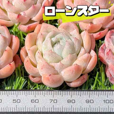 新入荷 大人気 多肉植物 エケベリア ローンスター  超美苗 レア種