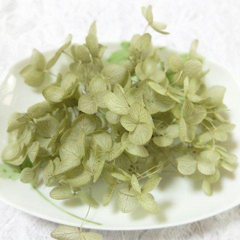 アナベル紫陽花　あじさい　アジサイ　プリザーブド　グリーンティー