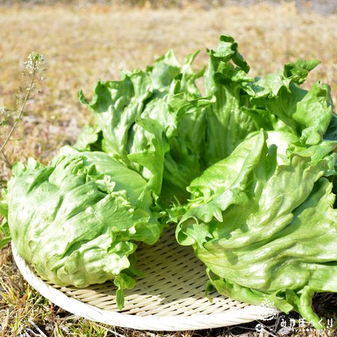 ３玉のレタスどう食べますか？