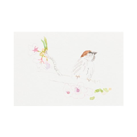 russet sparrow and cherry blossoms