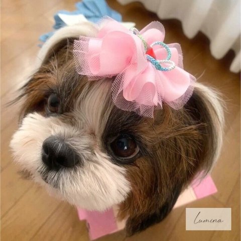 犬リボン