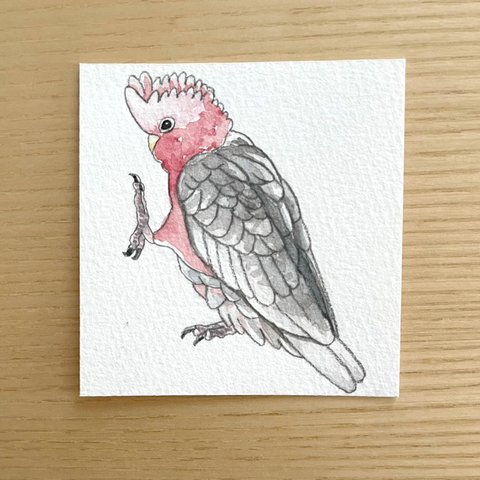 ミニ原画　モモイロインコ