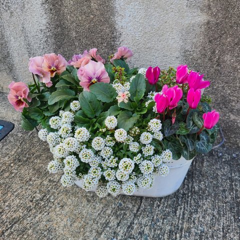 White×Pinkな寄せ植え