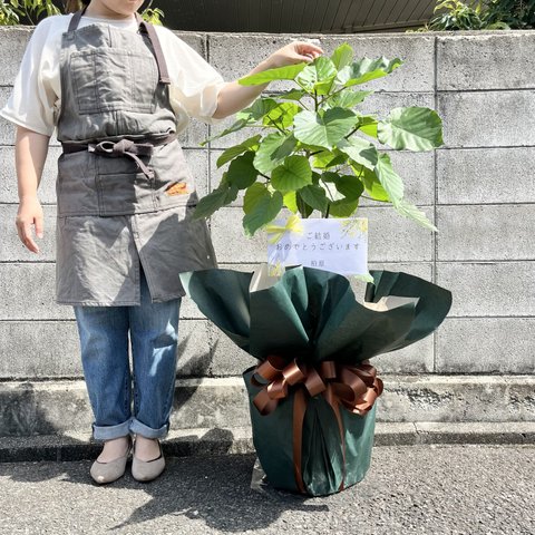 おまかせ観葉植物L