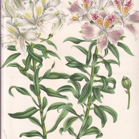 フランスアンティーク 博物画 植物画『ALSTROMERIA PELEGRINA　アルストロメリア』 多色刷り石版画　ボタニカルアート