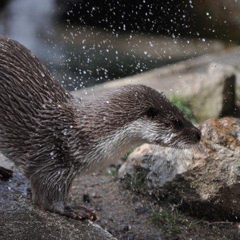 かわいい動物のポストカード・カワウソ（３）