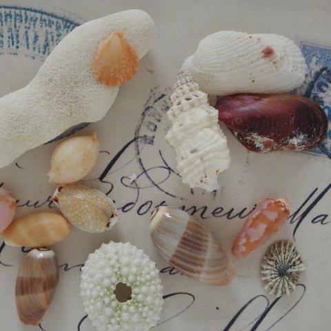 貝がら　貝殻③　セット　レジン　ハーバリウム　キャンドル　封入　素材　珊瑚　シェル　巻貝