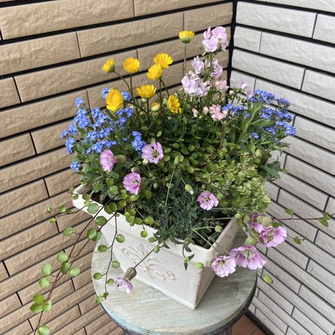 ⚠︎︎𝑆𝑂𝐿𝐷 𝑂𝑈𝑇⚠︎︎春色な寄せ植え🌸