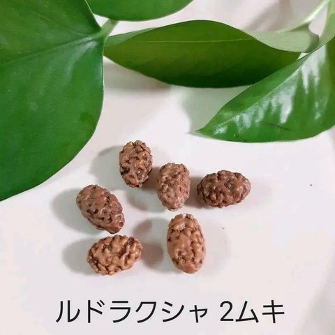 ルドラクシャ 2面 菩提樹の実 6粒