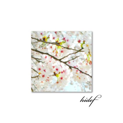 【送料無料】桜、さっくサック！（sq1810064）