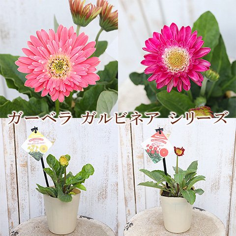 🌷花苗 ガーベラ ガルビネア シリーズ 4号 宿根 八重咲き 四季咲き 多年草 シック ボルドー ピンク イエロー オレンジ レッド