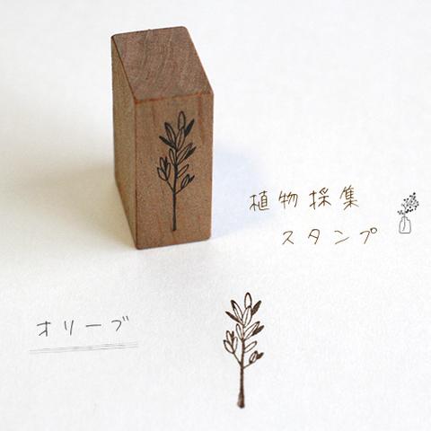 植物採集スタンプ：『オリーブ』