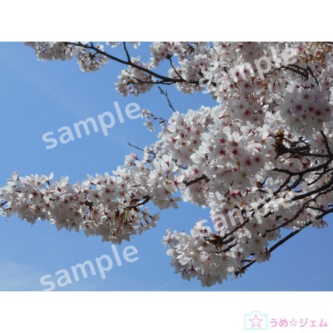 桜《sakura-002》　5152×3864（JPG,300dpi・PNGファイル）
