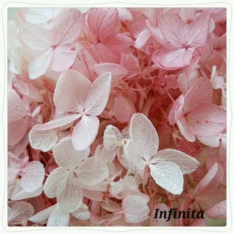再販×6☆送料込み♪ドライフラワー紫陽花（アジサイ）☆ピンク＆ホワイトマーブル