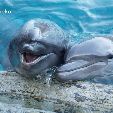 ベストフレンド～写真