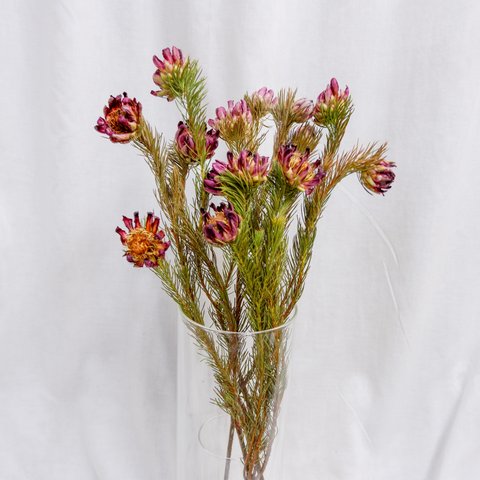 プロテア ナナ　フリーズドライフラワー　 freeze-dried flower of Protea	