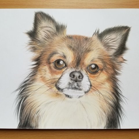 チワワ 犬 ワンコ リアル画 色鉛筆画 