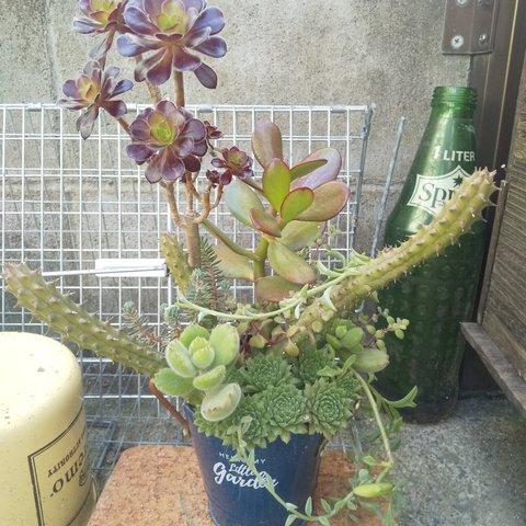 多肉植物 黒法師×ガガイモの寄せ植え