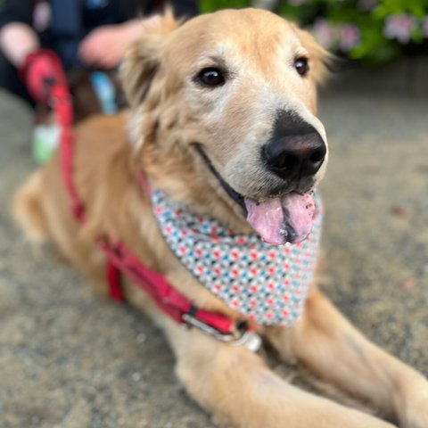 大型犬  バンダナ  和柄 風車