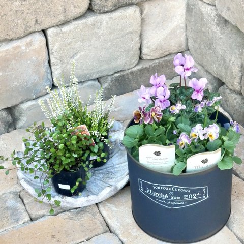 本日までの出品です。🌸届いてすぐ　植えられる🌸　寄せ植え　セット　ビオラ　モココ　軽井沢からの上質なシクラメン　カラーリーフ　培養土、鉢底石　ブリキ鉢つき　大人シックな　寄せ植えセット　キット