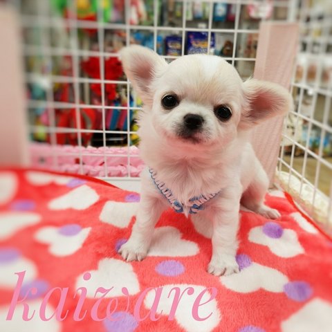 子犬のハーネス かわいいパラコード おススメハーネス リード セット ＳＳサイズ