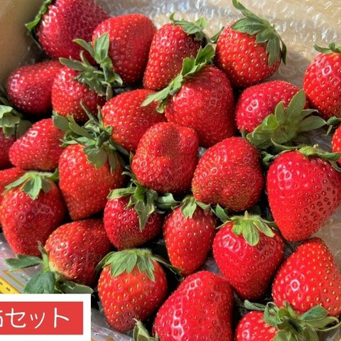 【送料無料】1.7kg 岡山県産いちご 極上おいCベリー『朝摘み・産直！』【ご家庭用】