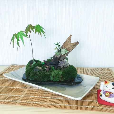 苔盆景(苔島オシャレな狐)