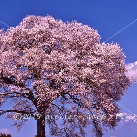 B-19山梨県　わに塚の桜・1