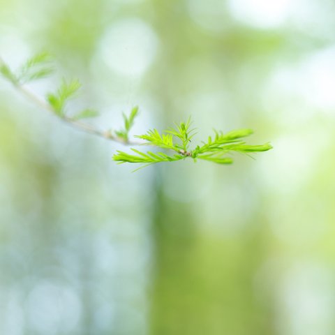 ○写真ポストカード  メタセコイヤの新芽  3枚セット○