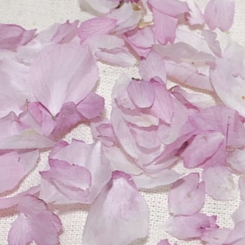 #16 ドライフラワー　本物の桜　80枚 ピンクの花 素材