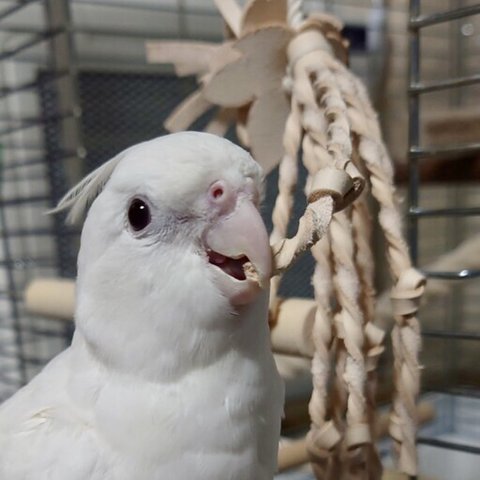 ❤️送料無料【本革レザー】ハンドメイド鳥のおもちゃ♡インコのおもちゃ【よりよりお花】ガシガシ好きな子におすすめ♡カジカジ♡噛み噛み♡牛ヌメ革使用 leather bird toy