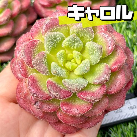 新入荷 大人気 多肉植物 エケベリア キャロル 大株 超美苗 レア種