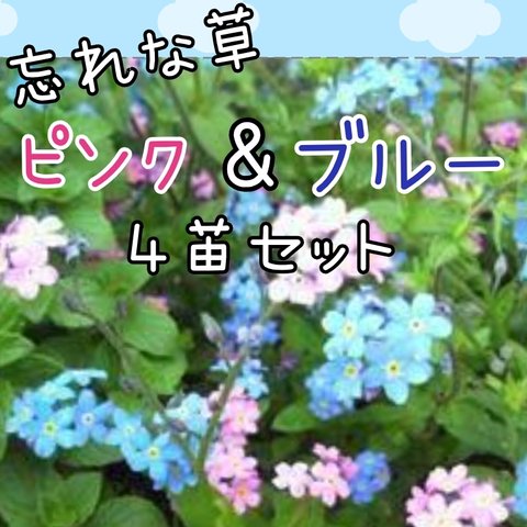 忘れな草

花苗
