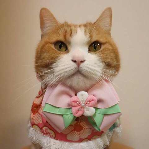 猫服　ケープ　桃の花　ひな祭り