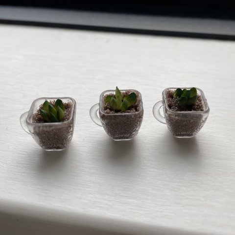 観葉植物 Ｙ　ハイドロカルチャーな多肉