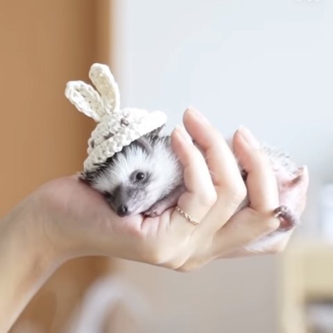 夏の白うさぎ帽子⭐︎小動物用帽子