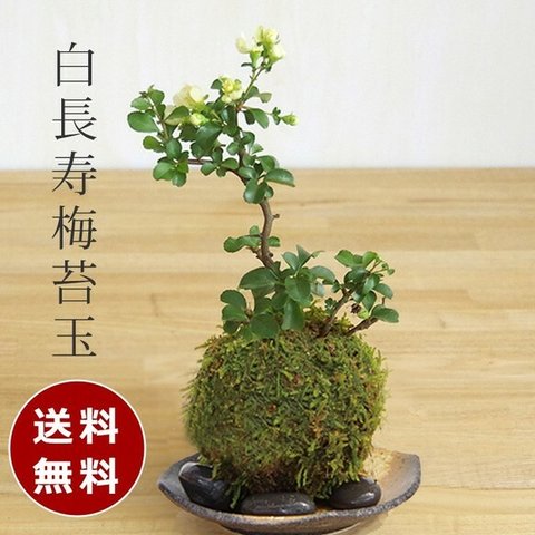 【現在葉姿】母の日の贈り物にもおすすめ。年に数回、一重の白いお花が楽しめる縁起のいい苔玉 。 送料無料！【白長寿梅（しろちょうじゅばい）の苔玉・黒備前器】