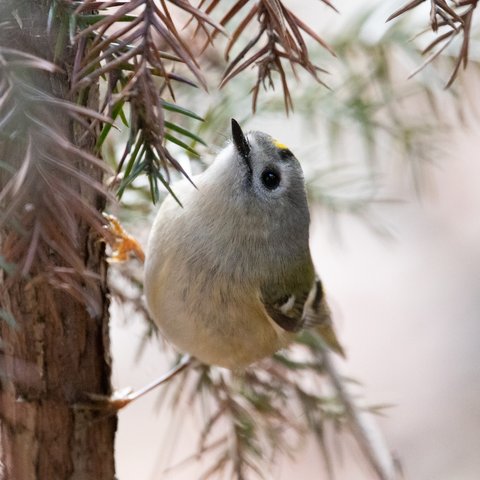 野鳥ポストカード　【キクイタダキ】