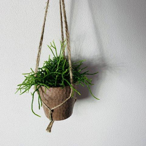 飾って楽しむ『リプサリス・セレウスクラ』ハンギングアロマ鉢　3号　観葉植物　インテリア　壁掛け