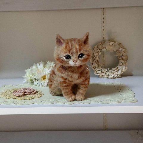 羊毛っこ　猫ちゃん♪