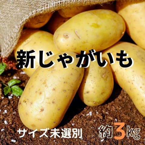 新じゃがいも　３㎏　サイズ未選別