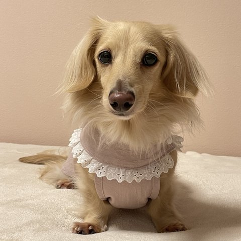 犬服★ スモック　ピンク　ダックス　チワワ　