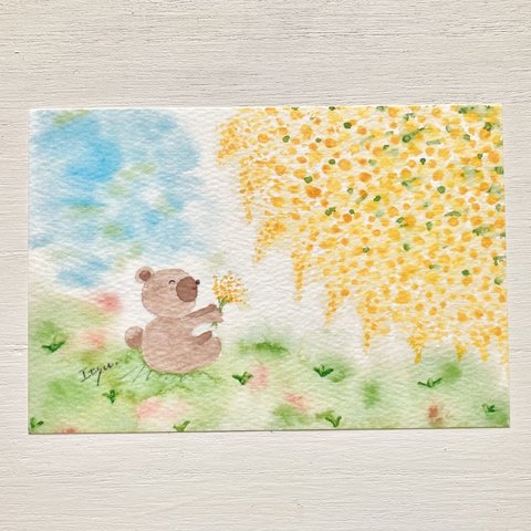 透明水彩画「くまさん、ミモザのお花見」イラストポストカード２枚セット　クマ　春　花　ミモザ　ナチュラル